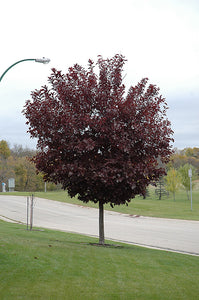 Prunus virg. 'Canada Red'