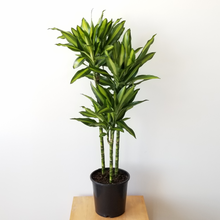 Load image into Gallery viewer, Dracaena ‘Cintho&#39;
