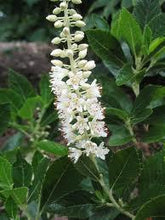 Load image into Gallery viewer, Clethra alnifolia
