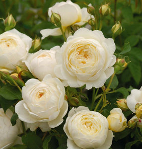 Rosa 'Claire Austin' - Climbing Rose