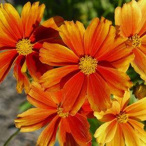 Coreopsis 'Darling Clementine'