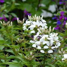 Cleome 'Senorita Blanca'