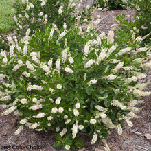 Load image into Gallery viewer, Clethra &#39;Vanilla Spice&#39; - Summersweet
