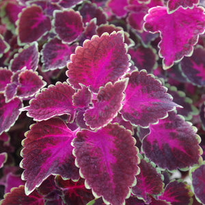 Coleus 'Trailing Rose'