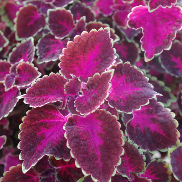 Coleus 'Trailing Rose'