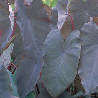 Colocasia e. 'Black Magic'