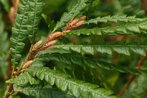 Comptonia peregrina - Sweet Fern