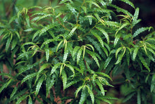 Load image into Gallery viewer, Comptonia peregrina - Sweet Fern
