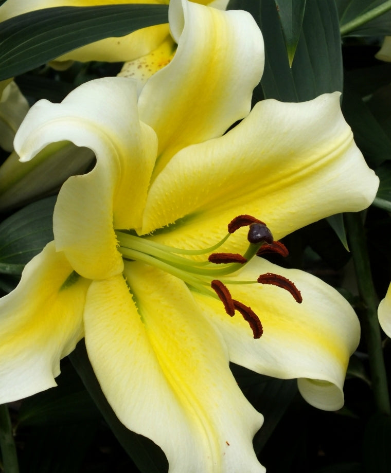 Lilium 'Conca D'or' - Oriental Trumpet Lily
