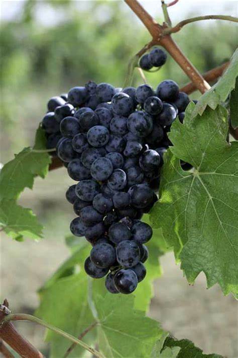 Vitis 'Concord' - Seedless Grape