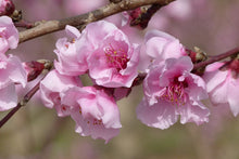 Load image into Gallery viewer, Prunus &#39;Contender&#39; - Peach
