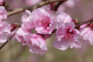 Prunus 'Contender' - Peach