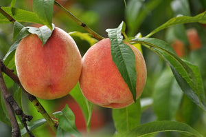 Prunus 'Contender' - Peach