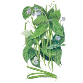 SEEDS: Bean Bush (Green) Contender - Organic
