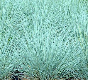Festuca 'Cool As Ice' - Blue Fescue