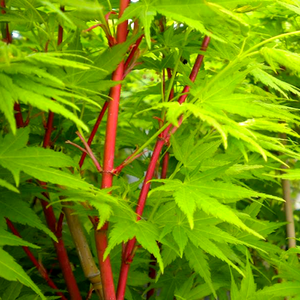 Acer palm. 'Sango Kaku' - Coral Bark Japanese Maple