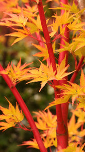 Acer palm. 'Sango Kaku' - Coral Bark Japanese Maple