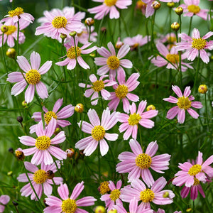 Coreopsis rosea 'American Dream'