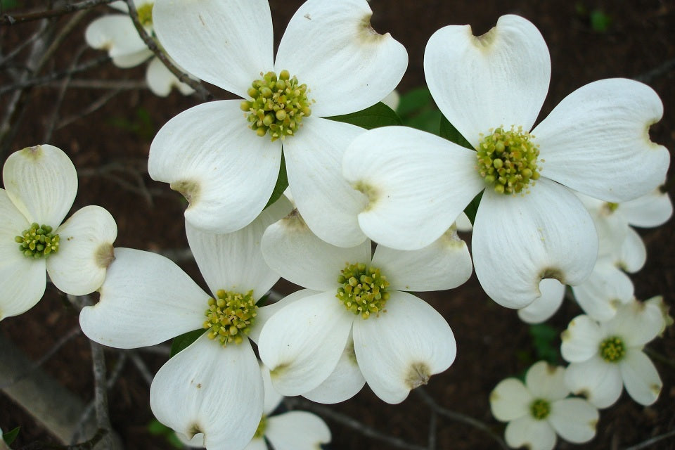 Cornus fl. 'Appalachian Snow' - Florida Dogwood