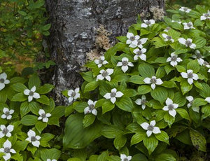 Cornus canadensis - Bunchberry