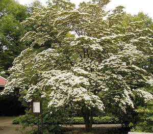 Cornus kousa chinensis - Chinese Dogwood