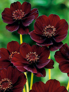 Cosmos 'Chocolate Cosmos'