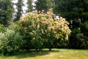 Cotinus obovatus - Smoketree