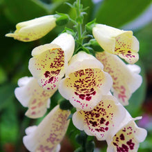 Load image into Gallery viewer, Digitalis purp. &#39;Camelot Cream&#39;
