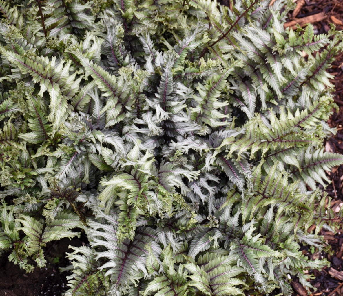 Athyrium nip. 'Crested Surf' - Japanese Painted Fern – Pondside Nursery