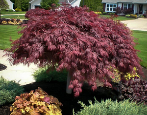 Acer palm. dis. 'Crimson Queen' - Weeping Red Japanese Maple