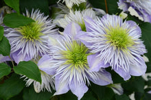 Load image into Gallery viewer, Clematis &#39;Crystal Fountain&#39;
