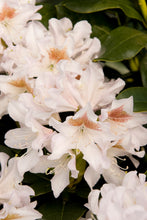 Load image into Gallery viewer, Rhododendron &#39;Cunningham&#39;s White&#39;
