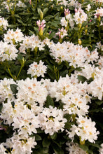 Load image into Gallery viewer, Rhododendron &#39;Cunningham&#39;s White&#39;
