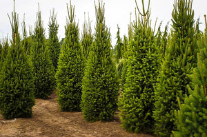 Picea abies 'Cupressina'