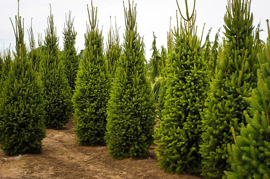 Picea abies 'Cupressina'