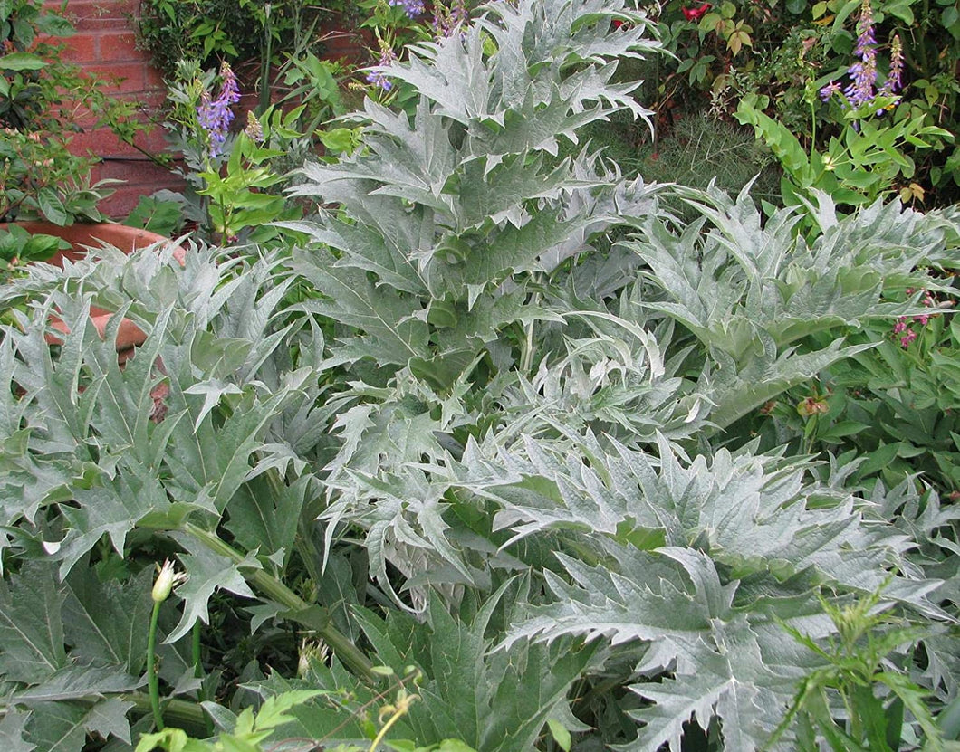 Cynara cardunculus 'Florists Cardy'