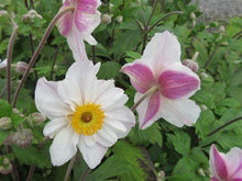 Load image into Gallery viewer, Anemone ‘Dainty Swan’ - Japanese Anemone
