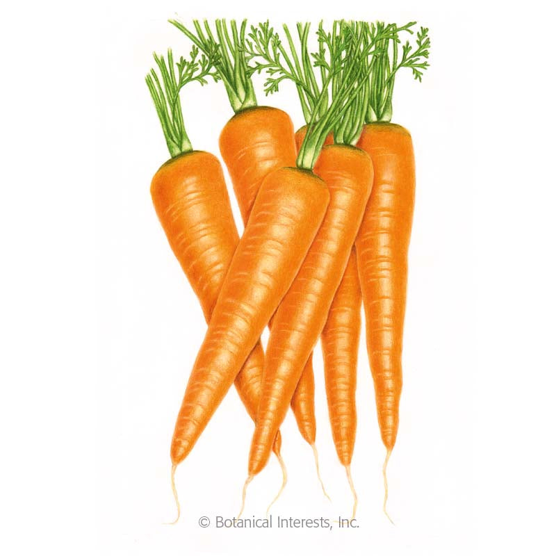 SEEDS: Carrot - Danvers - Organic