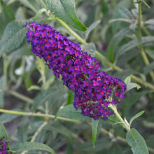Load image into Gallery viewer, Buddleia 'Dark Dynasty' - Butterfly Bush
