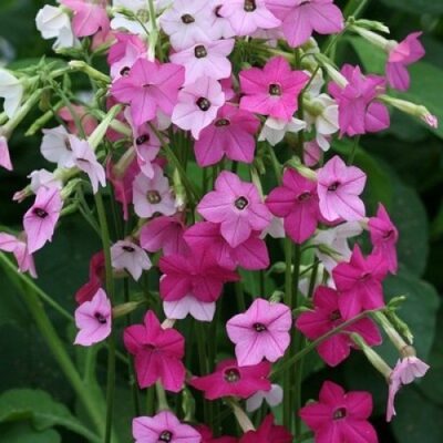 Nicotiana 'Daylight Sensation'