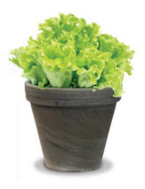 Standard Clay - 6in Dark Basalt