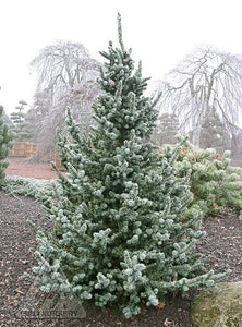 Picea omorika 'de Ruyter'