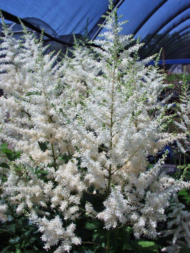 Astilbe 'Deutschland'