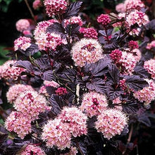 Load image into Gallery viewer, Physocarpus op. &#39;Diabolo&#39; - Ninebark
