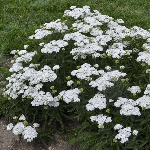 Achillea 'Firefly Diamond'