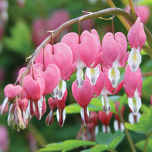 Load image into Gallery viewer, Dicentra spectabilis - Bleeding Heart
