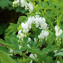 Load image into Gallery viewer, Dicentra spec. &#39;Alba&#39;
