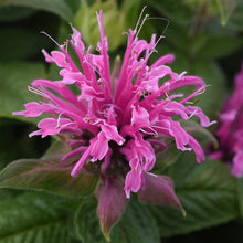 Load image into Gallery viewer, Monarda &#39;Bee-Mine Pink&#39; - Beebalm
