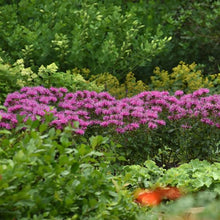 Load image into Gallery viewer, Monarda &#39;Bee-Mine Pink&#39; - Beebalm
