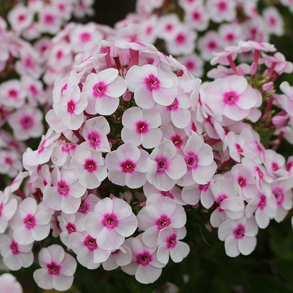 Phlox pan. 'Cherry Cream' - Garden Phlox